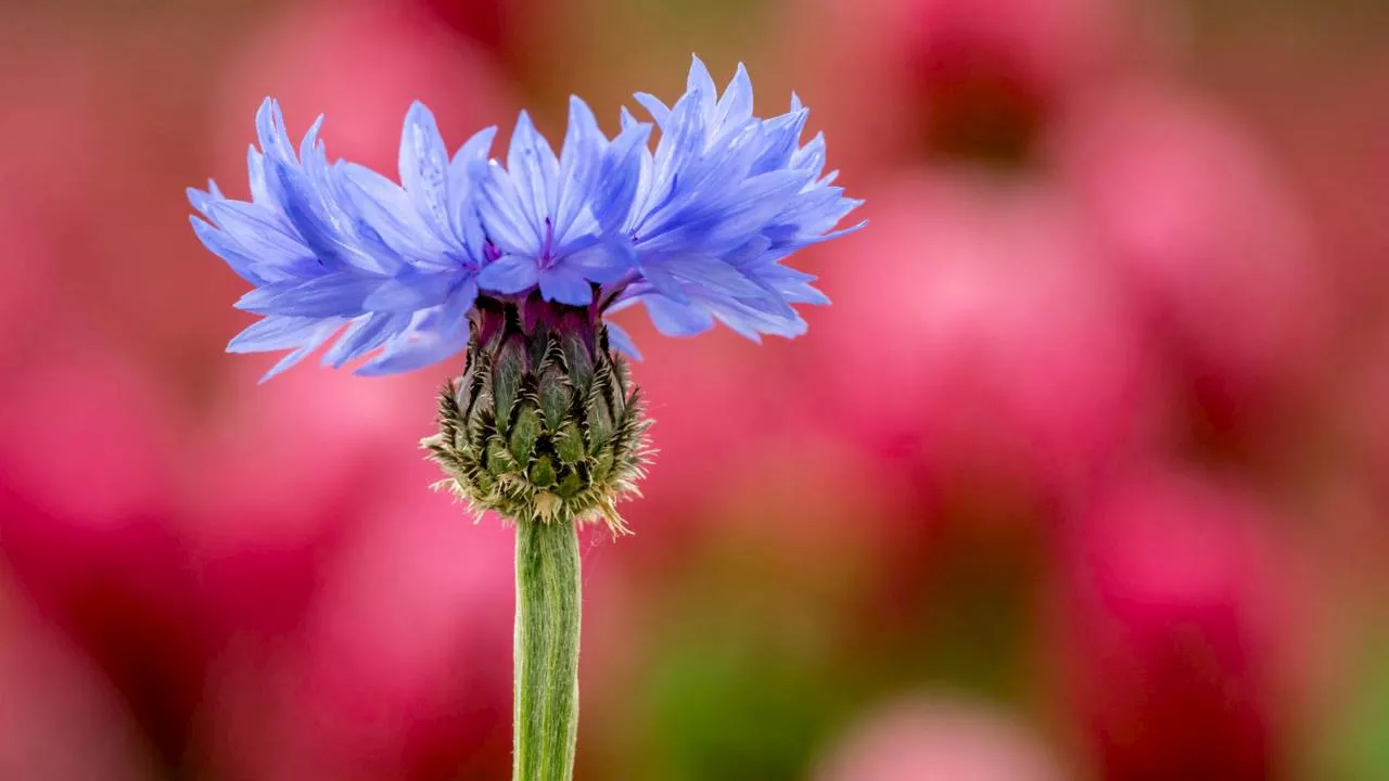 Jongeren herkennen veelvoorkomende planten en dieren minder goed dan ouderen