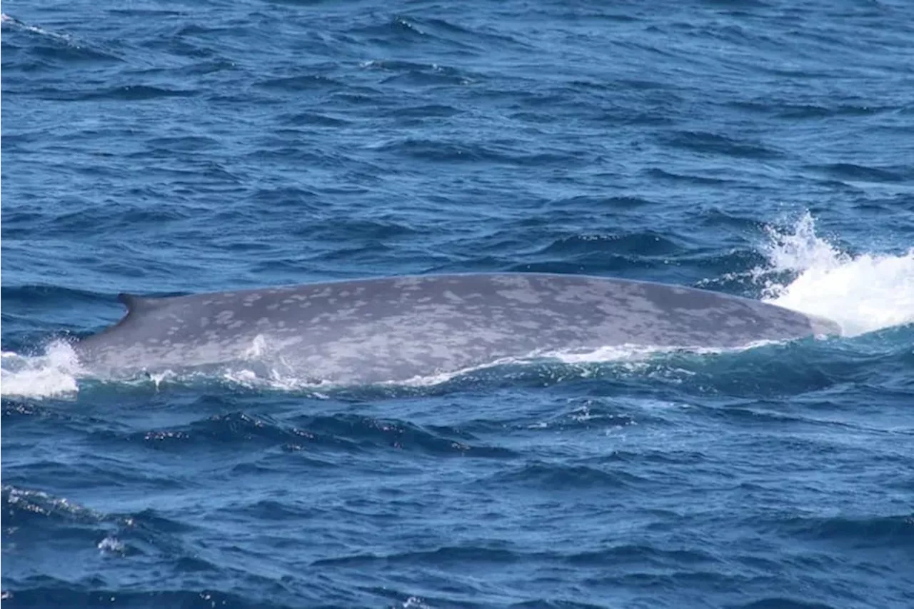 A rare blue whale sighting wows whale watchers off the Cape May coast