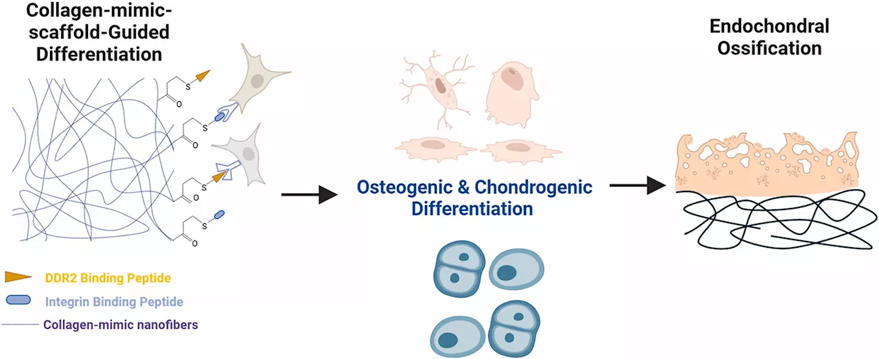 Building better bone grafts: Nanofibrous scaffolds to activate two main collagen receptors in bone cells