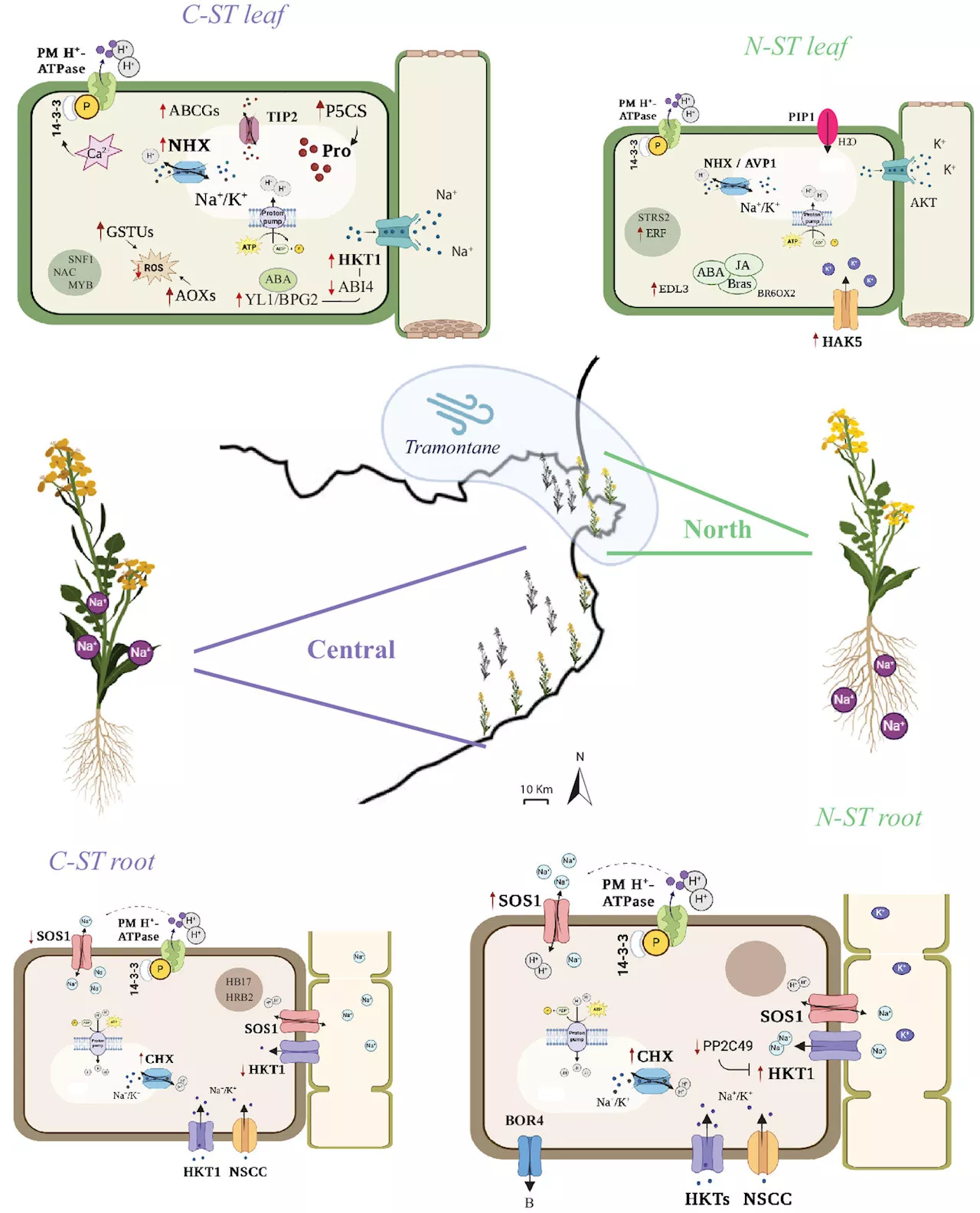 Closely related plants shows species use different methods to adapt to extreme environments, study shows