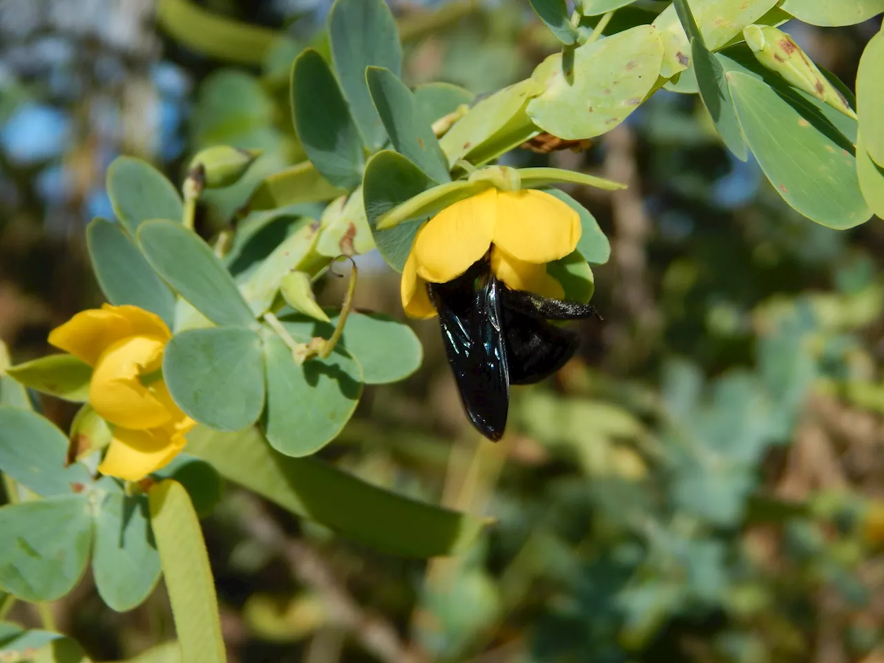 Presence of bacteria in soil makes flowers more attractive to pollinators, study shows