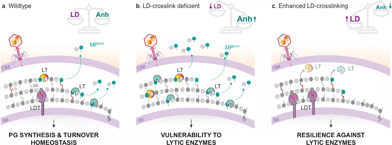 Study unveils a novel protective mechanism in bacterial cell walls