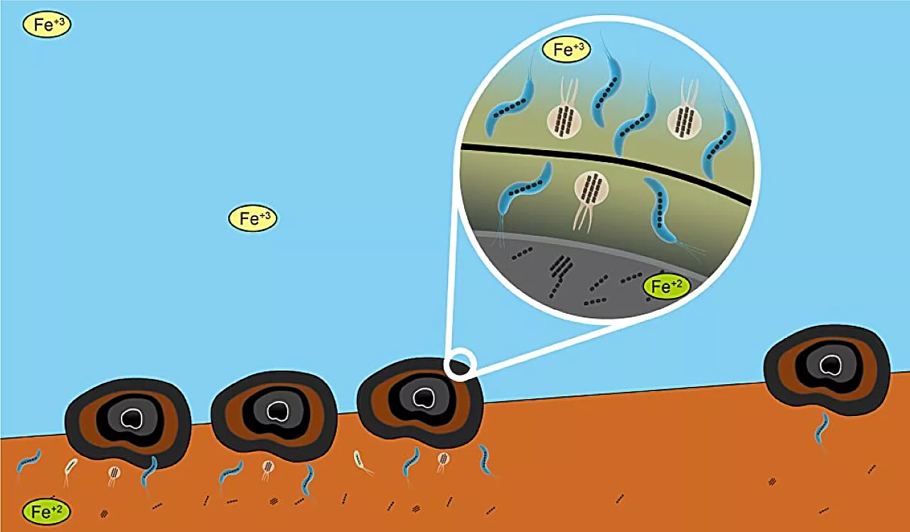 The unexpected role of magnetic microbes in deep-sea mining