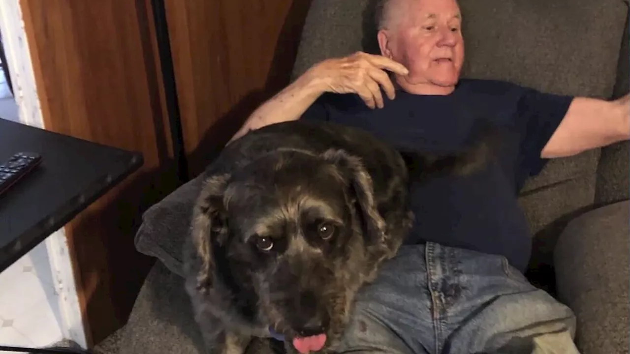 USA: Mann stiehlt Marine-Veteran (87) seinen geliebten Hund