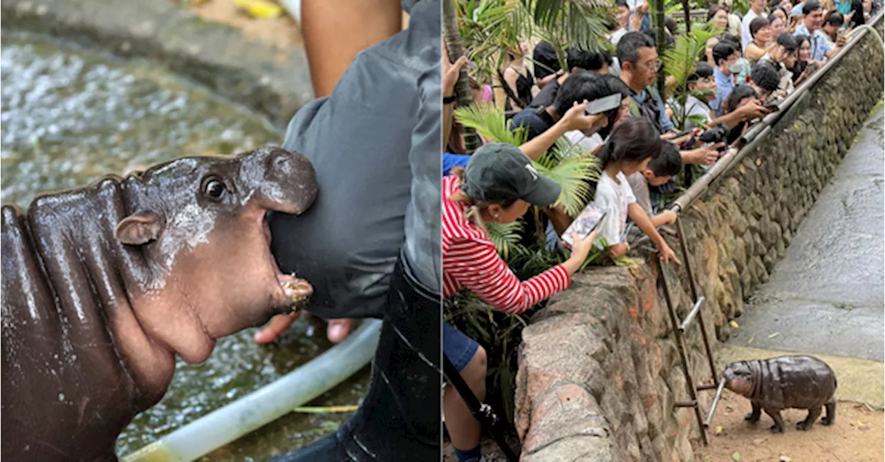 Thai Zookeepers Surprised By Viral Fame Of 'Bouncy' Baby Hippo Star