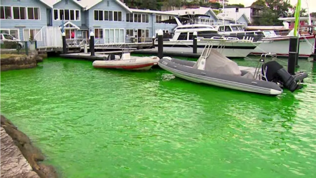 Common plumbing technique turns Sydney Harbour fluorescent green