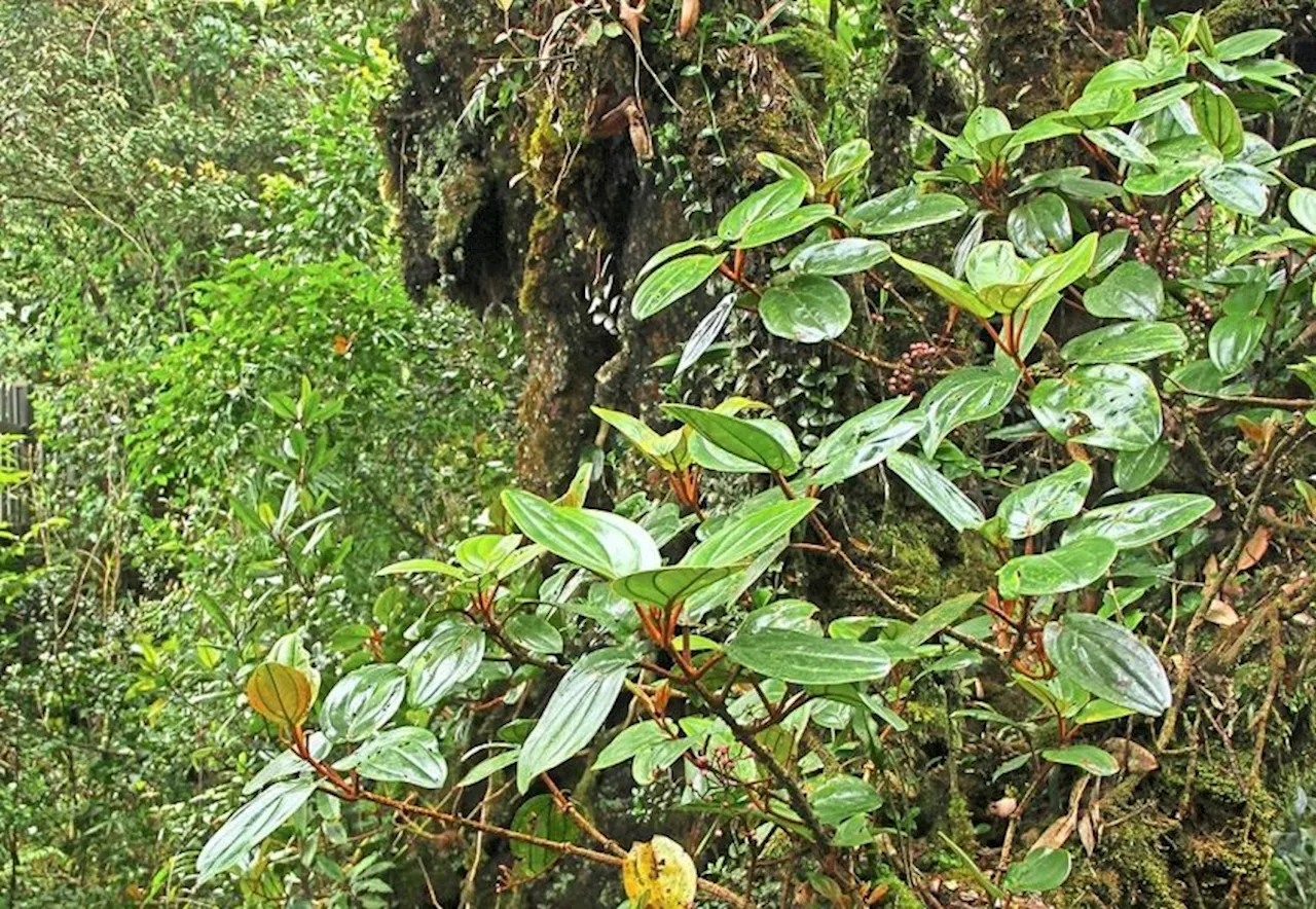 Get a permit before you go hiking in Cameron Highlands