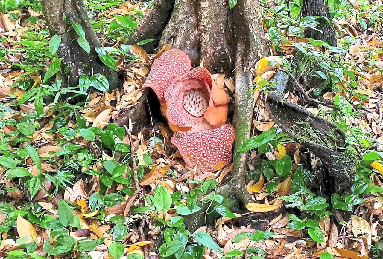 Rafflesia back in bloom on Mount Kinabalu foothills