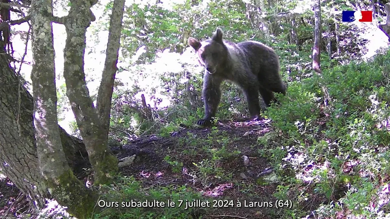 Pyrénées : 15 nouveaux oursons et bientôt 100 ours, mais de gros taux de consanguinité