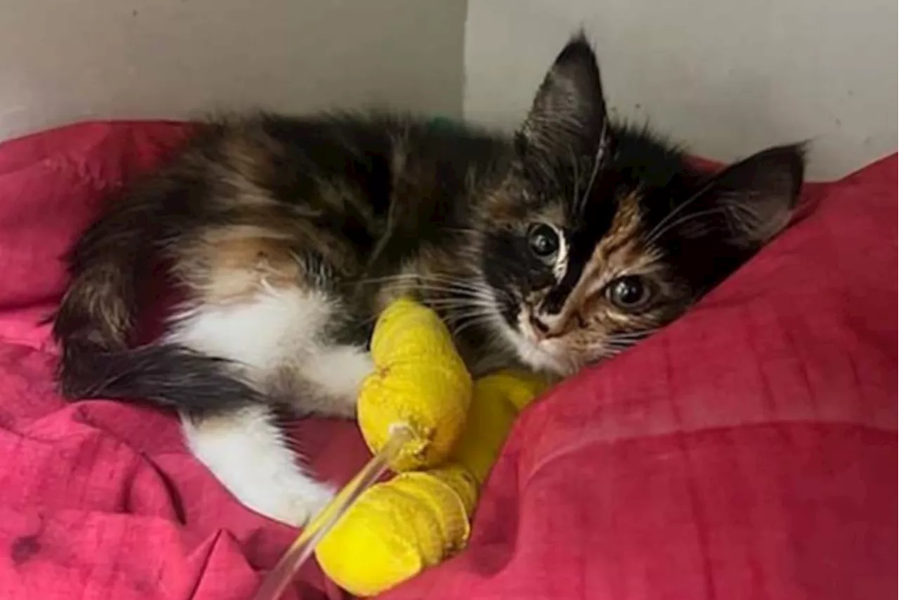 Kitten Found With Severely Injured Leg Awaits Amputation