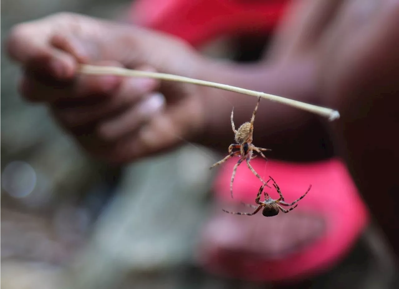 42 arrested for betting on spider fights in Cebu City