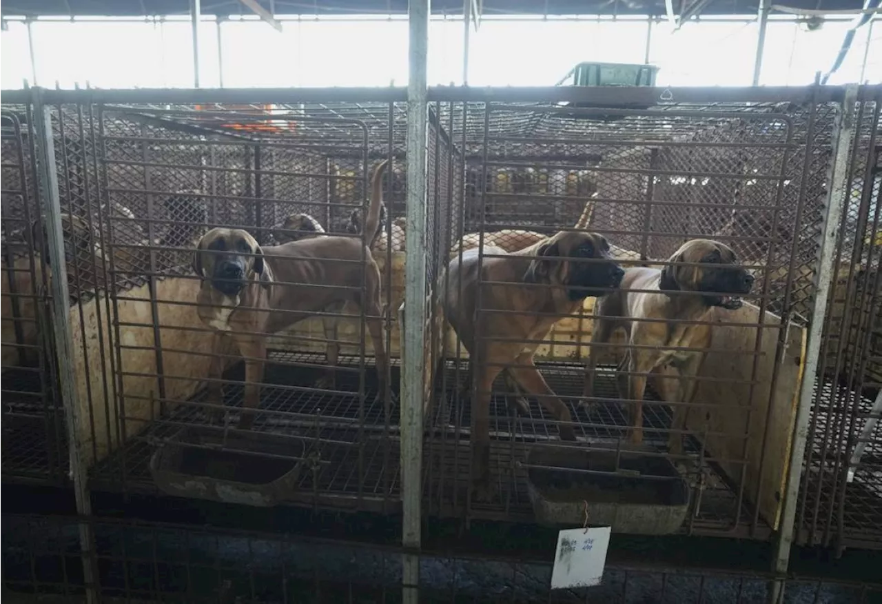 SKorea's compensation plan for dog meat farmers garners flak