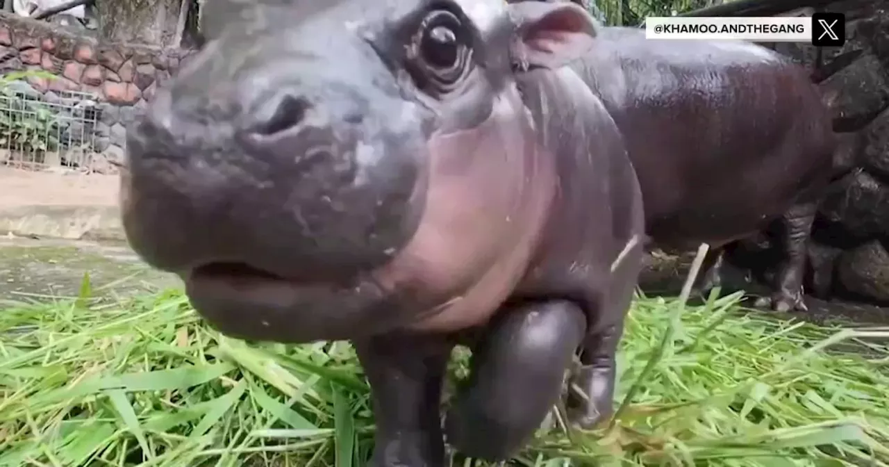 How baby pygmy hippo Moo Deng is handling her newfound fame