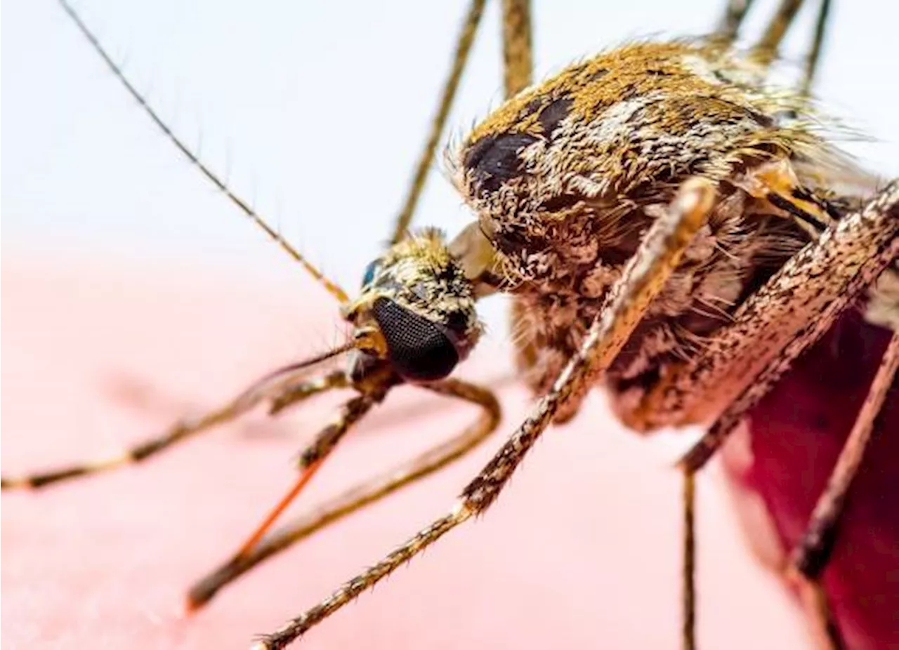 Se duplicarán casos de dengue en Saltillo por condiciones climáticas atípicas