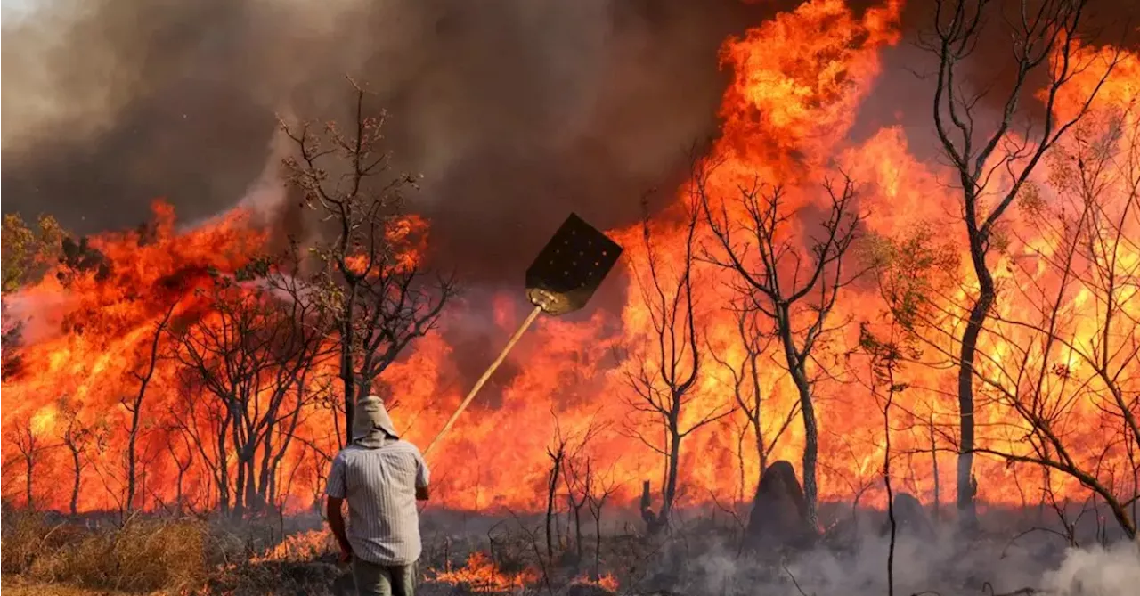 O numero de inquéritos sobre queimadas no estado com mais incêndios