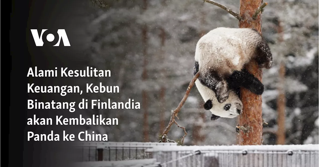 Alami Kesulitan Keuangan, Kebun Binatang di Finlandia akan Kembalikan Panda ke China