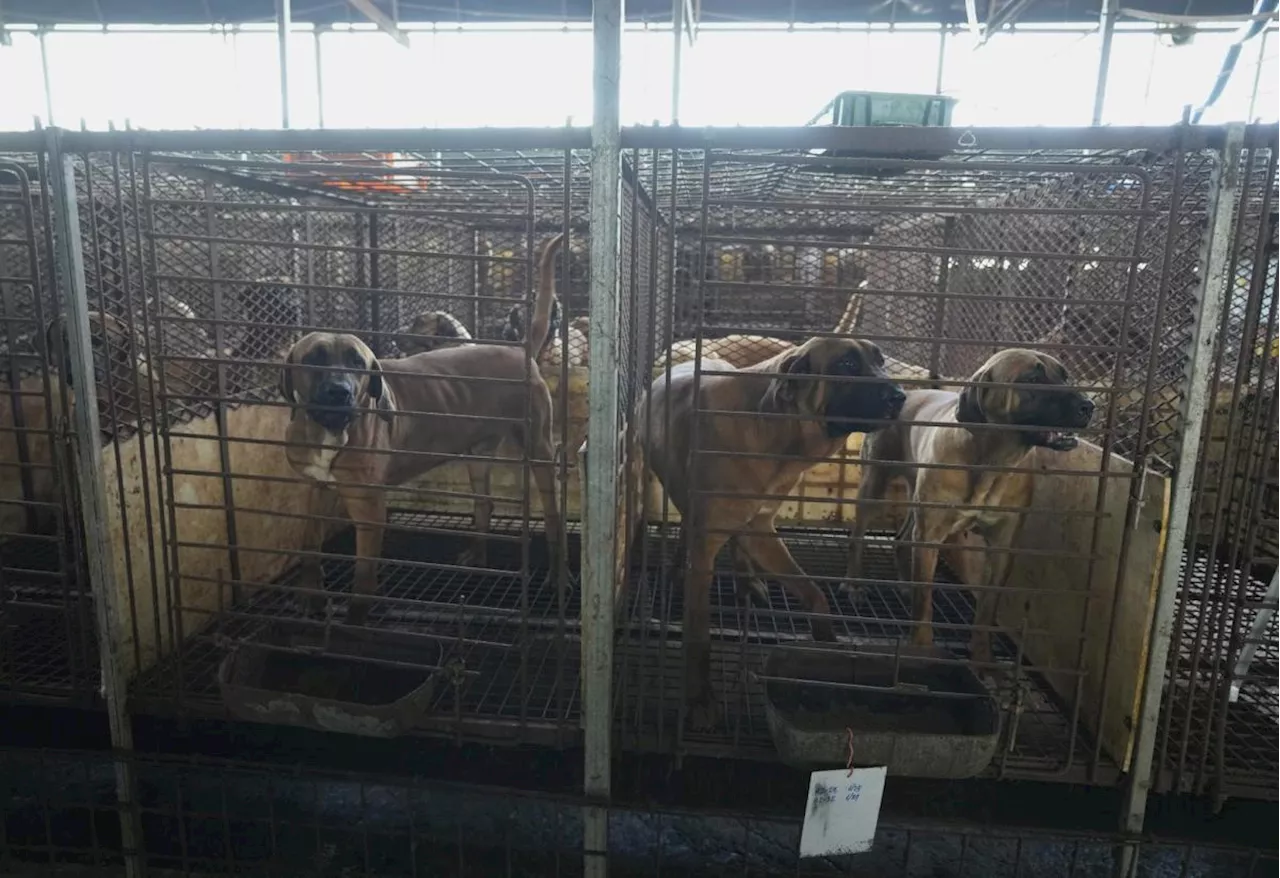 South Korea government announces compensation package for dog meat farmers