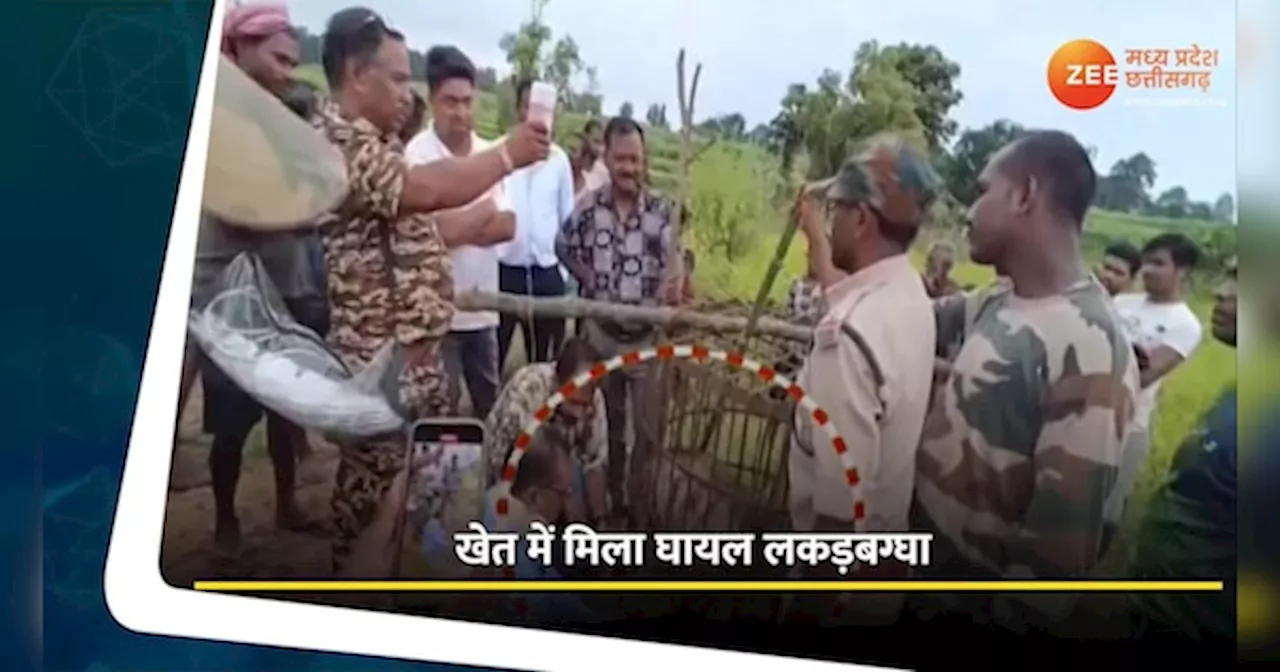 VIDEO: खेत में मदद के लिए इंतजार कर रहा था लकड़बग्घा, फिर ये हुआ