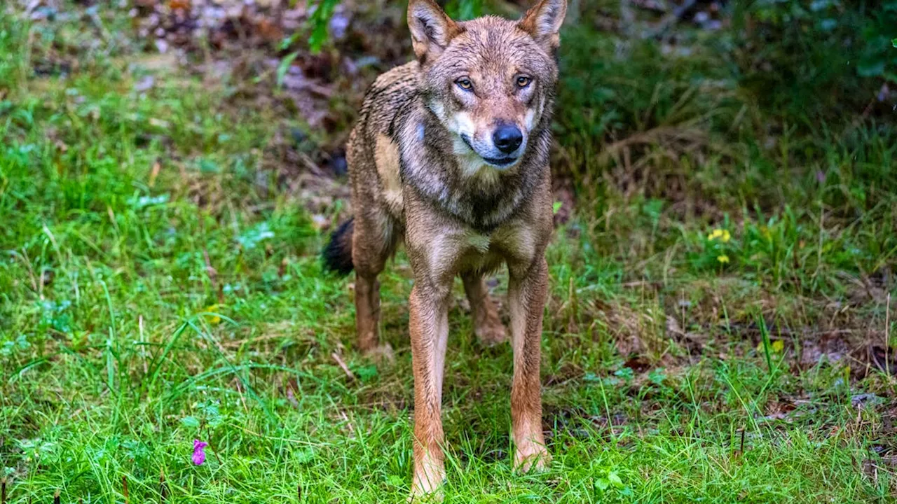 Wolf aus Gamserrugg-Rudel im Kanton St. Gallen erlegt