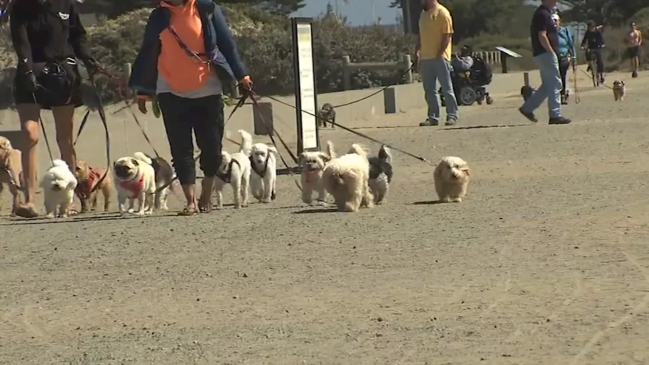 SF pet owners raising alarms after at least 3 dogs killed by coyotes at Crissy Field in 10 days