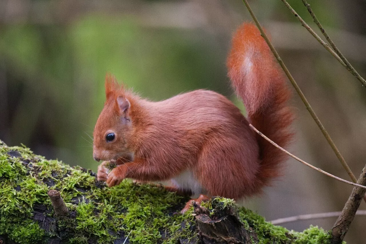 Sortie en forêt, découverte des animaux : plusieurs activités prévues dans le Loiret