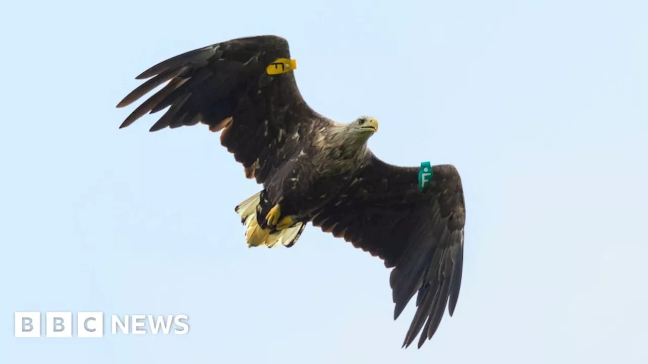 White-tailed eagles: first breeding pair in 150 years in NI