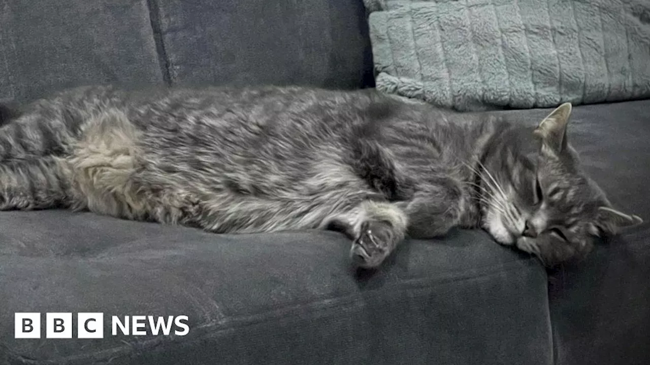 Lost cat reunited with family after seven years missing