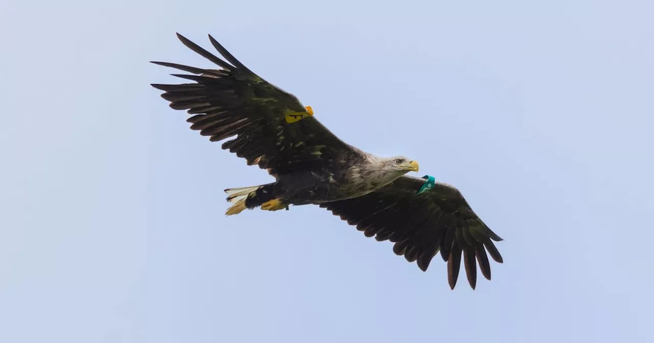 White-tailed eagles breed in NI for first time for more than 150 years