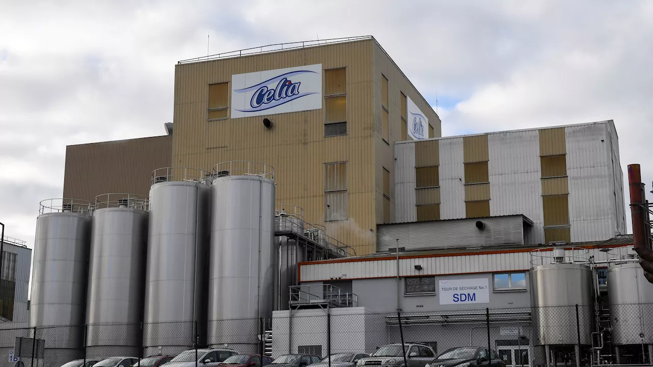 Lactalis va réduire sa collecte de lait: la FNSEA craint une 'déflagration' pour les éleveurs