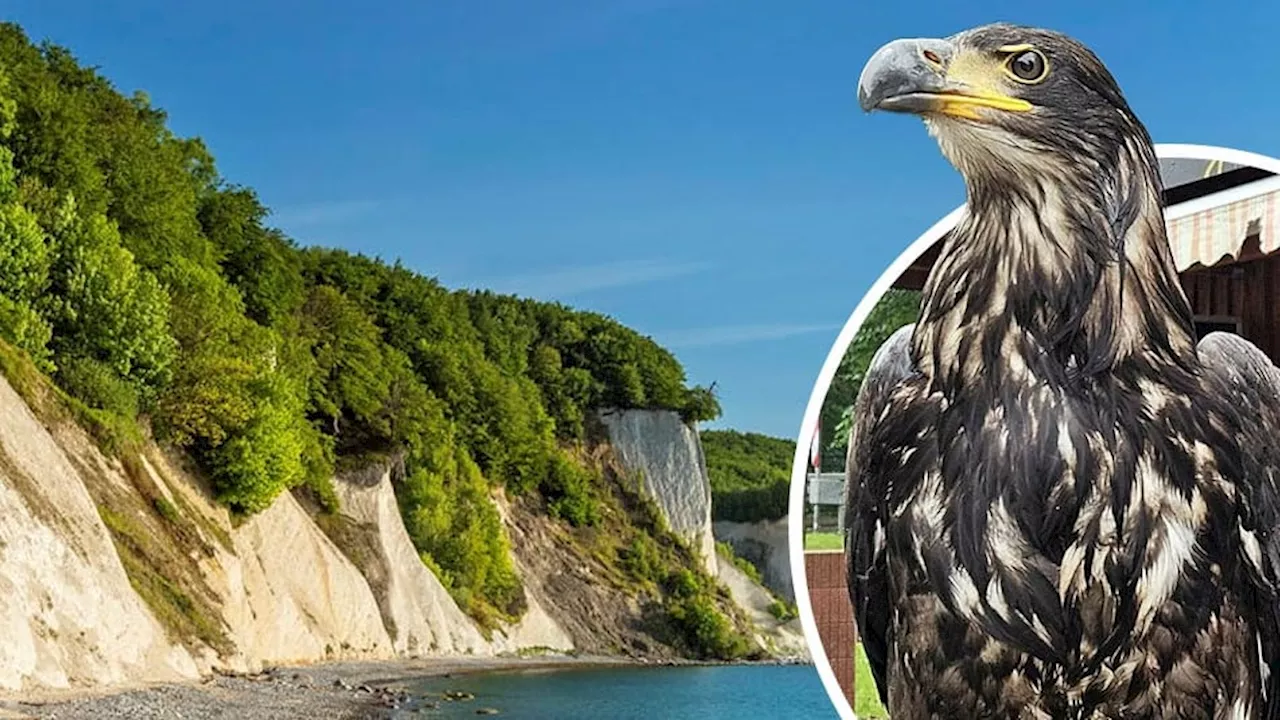 Ostsee: Taylor Swift wieder da – der Adler ist auf Rügen gelandet