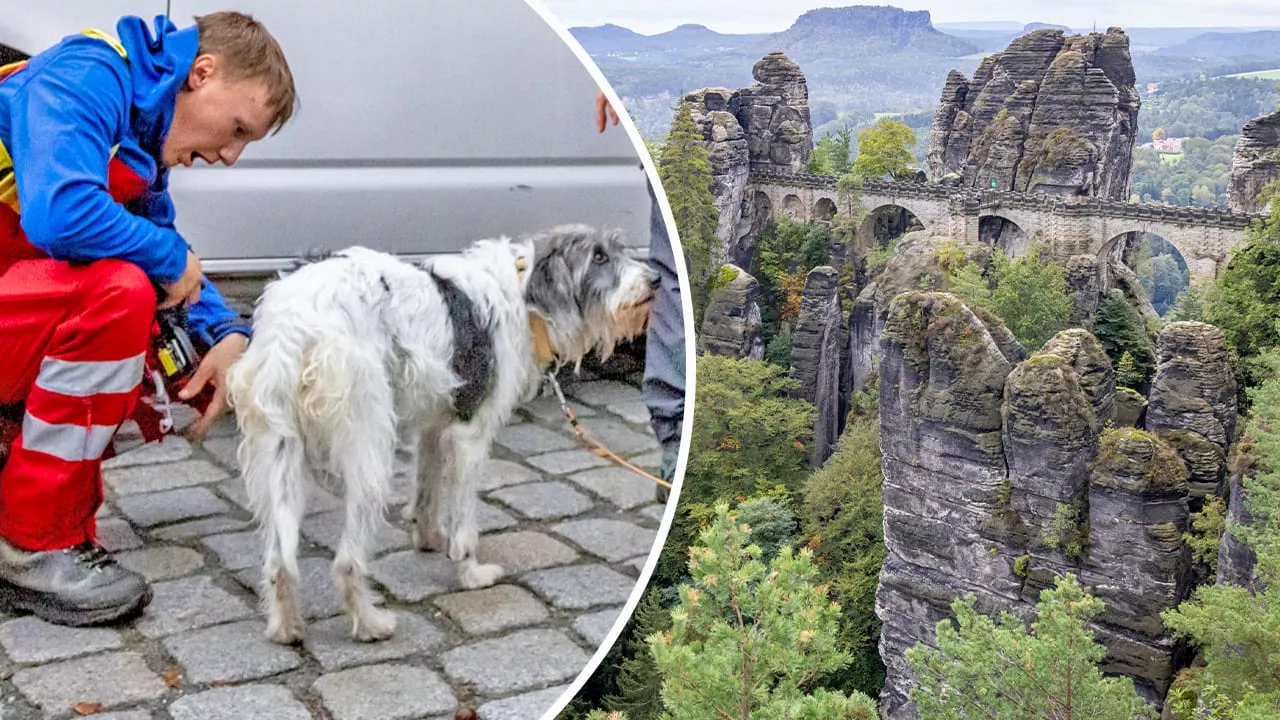 Sächsische Schweiz: Hund überlebt 20 Meter tiefen Sturz von Brücke