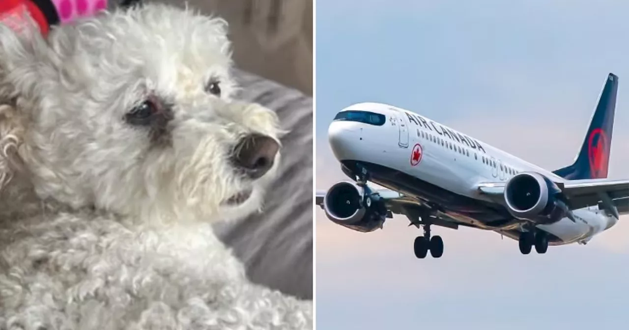 Flyer claims Air Canada unfairly denied him boarding to Toronto over dog carrier