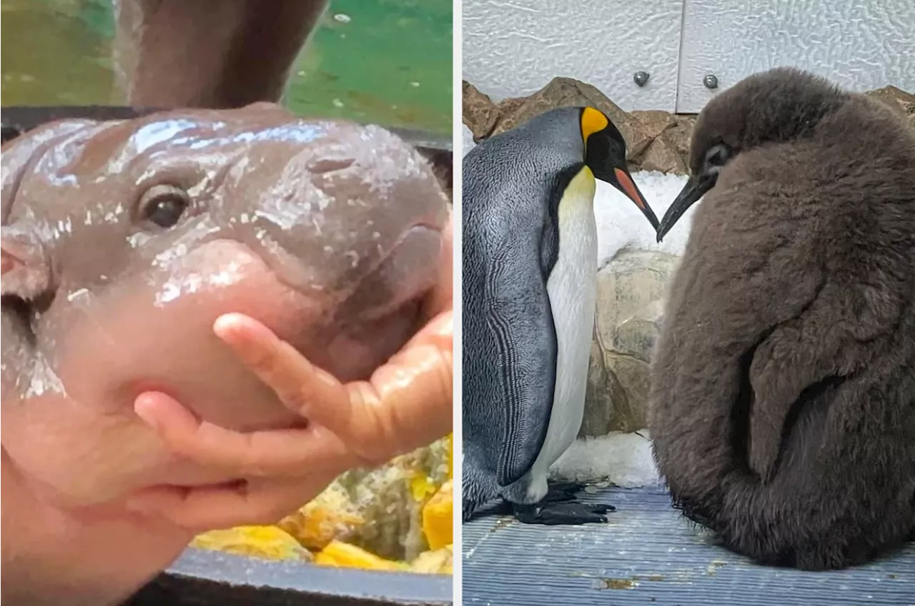 Aussies Obsessed With Chubby Penguin Amid Moo Deng FOMO