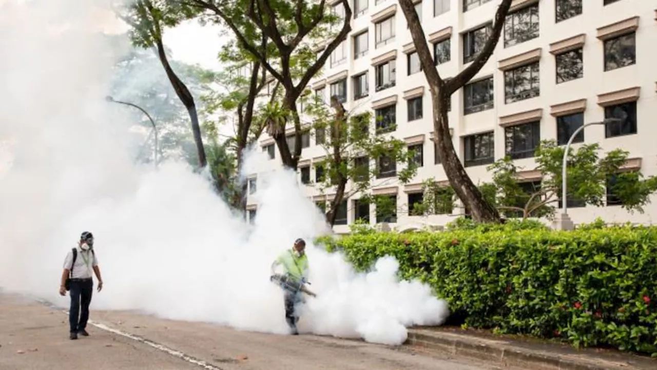 Commentary: What will it take to eliminate dengue deaths in Singapore?