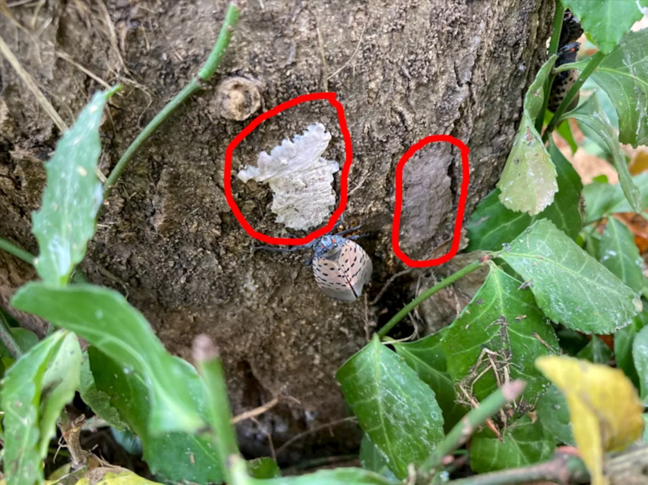 Spotted Lanternflies in Greater Cleveland laying foundation for their next generation