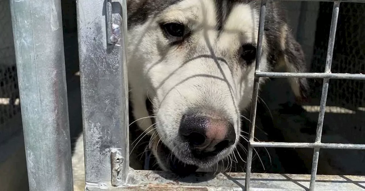 Caged Cyprus dog turns into Highland prince after Scots adoption