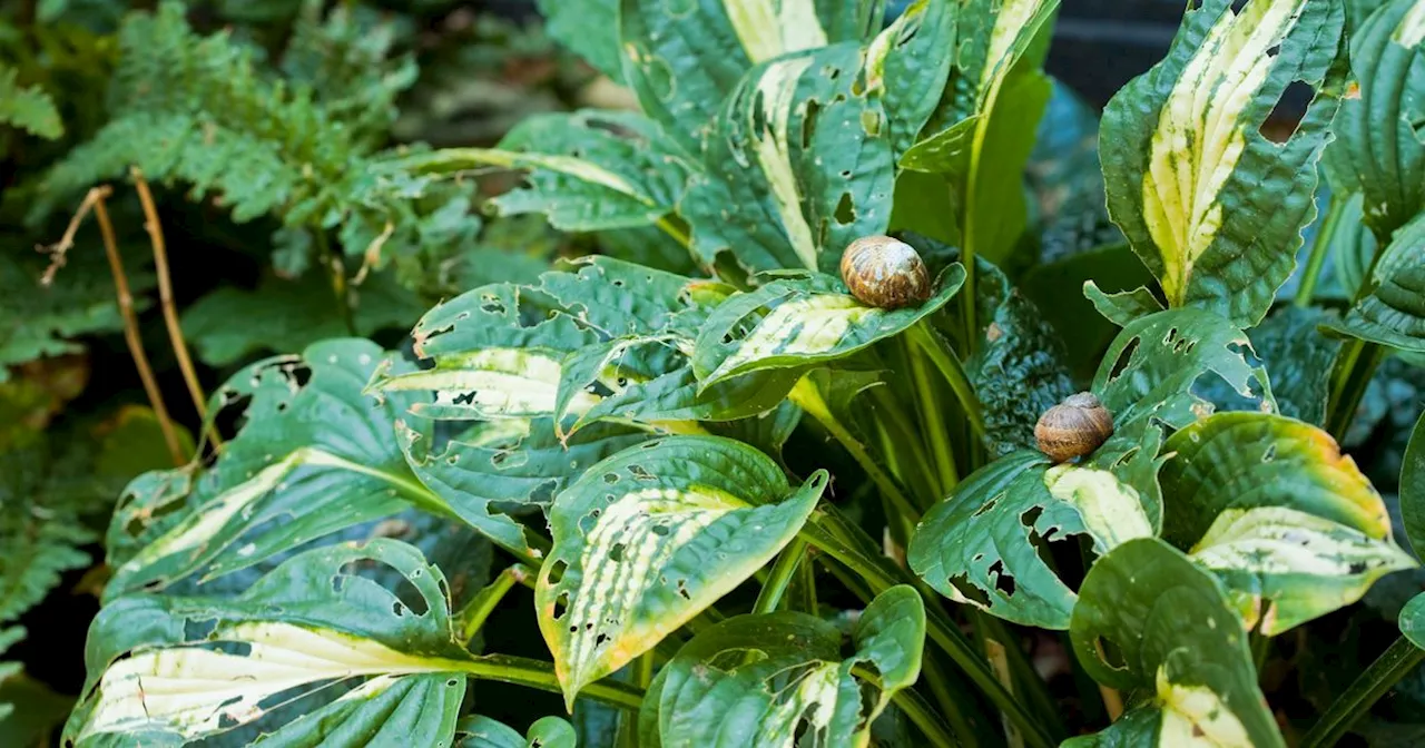 Coffee Grounds: The Secret Weapon Against Slug Infestations This Autumn