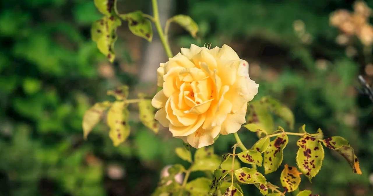 Monty Don shares 'instant' way to get rid of black spots on your roses