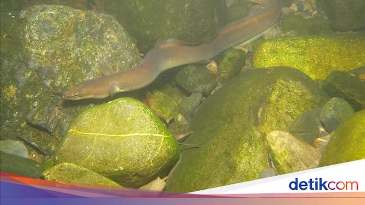 Belut Jepang Bisa Kabur Setelah Ditelan Ikan, Bagaimana Caranya?