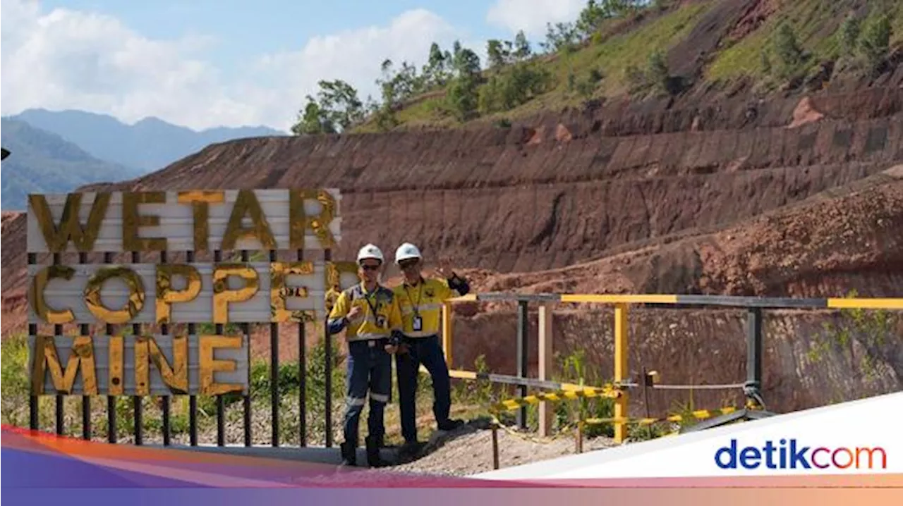 Grup Merdeka Tanam 5.500 Mangrove di Area Kerja Selama 2022-2024