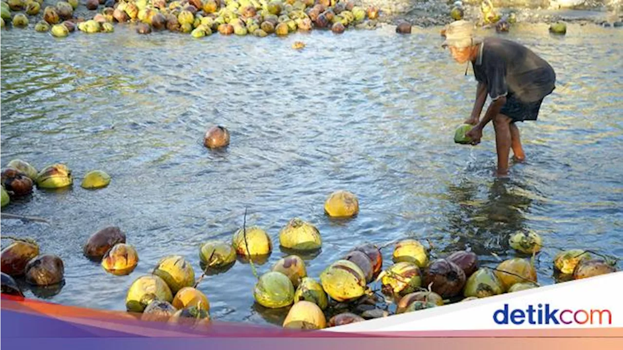 Kelapa RI Punya Potensi Besar, Bisa Jadi Susu hingga Biofuel