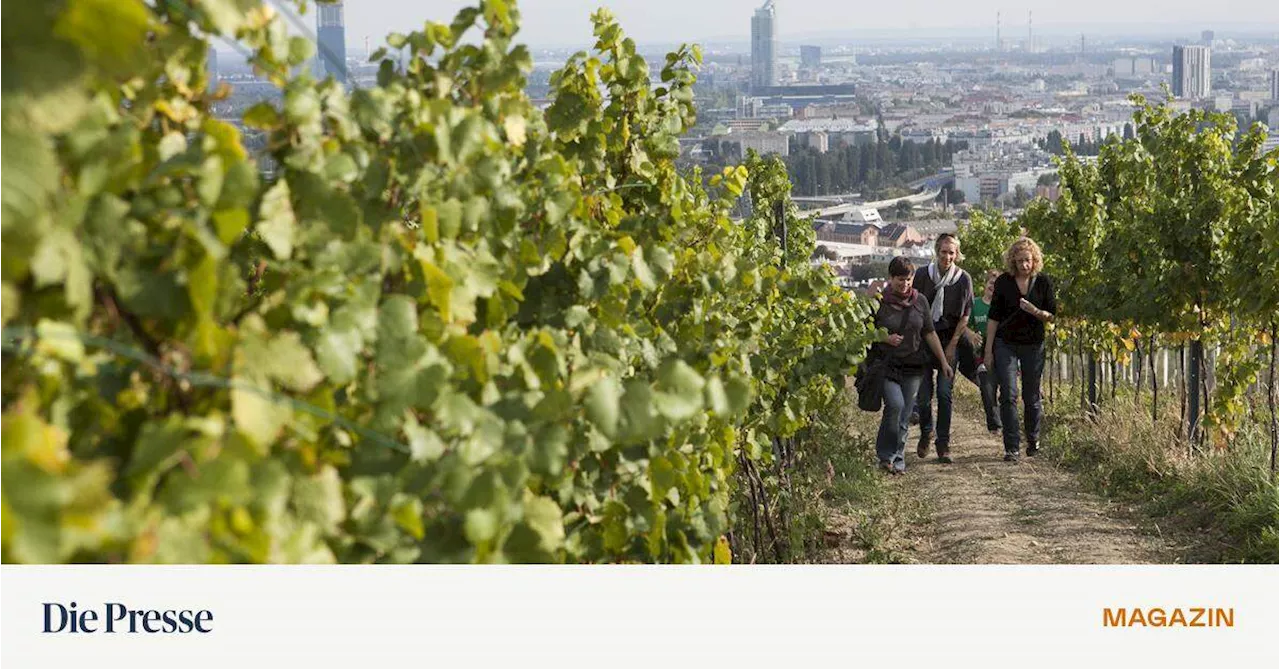 Fünf Dinge, die zum Wiener Herbst gehören