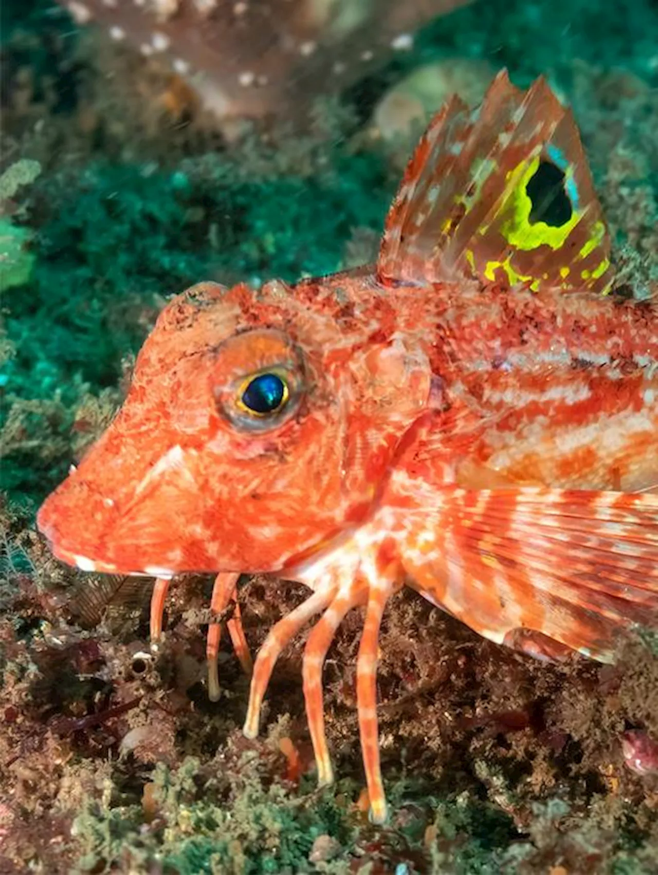 Researchers Discover How a Fish With Legs Uses Them To Find Food