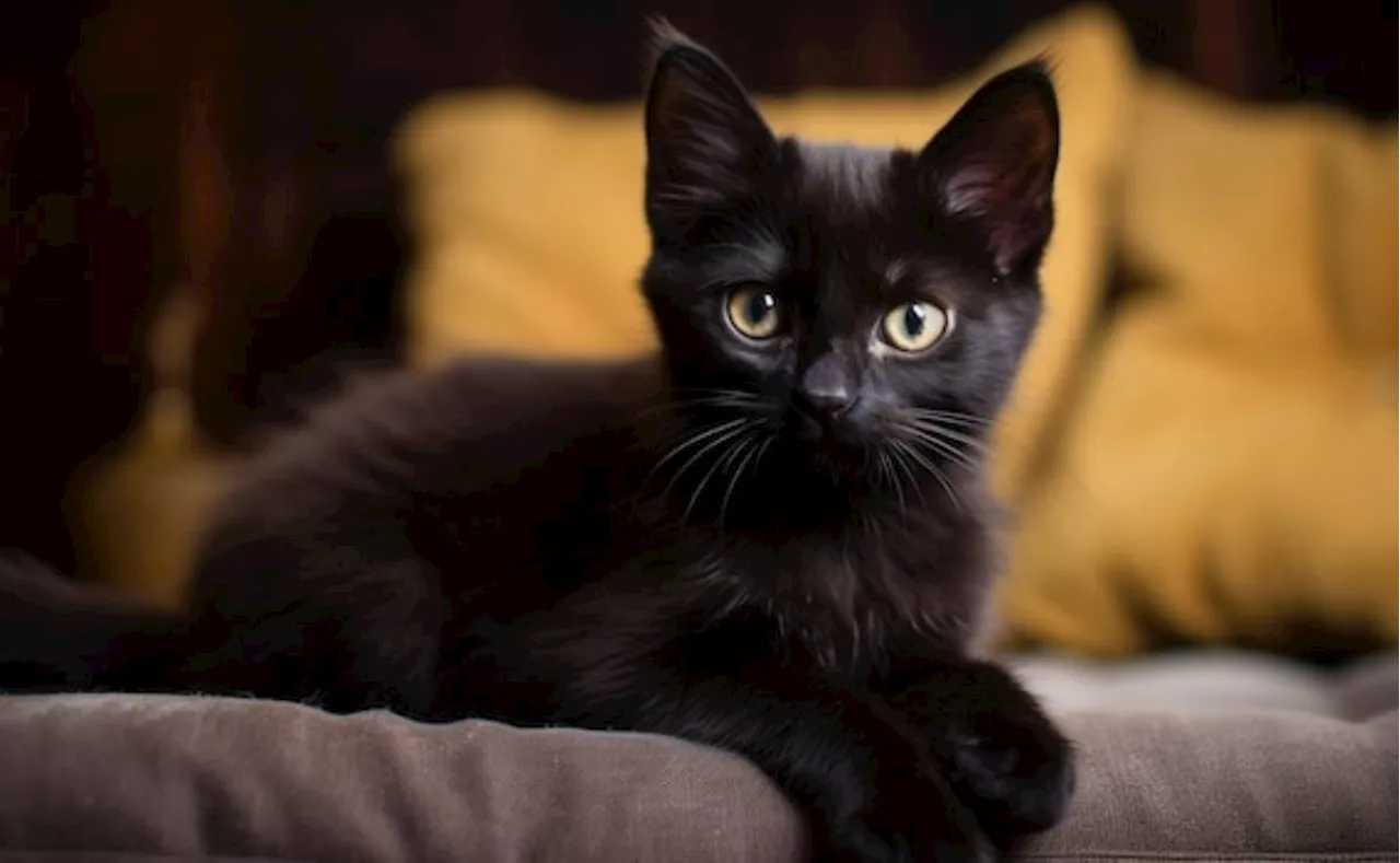 Descubre las razas de gatos negros, según expertos