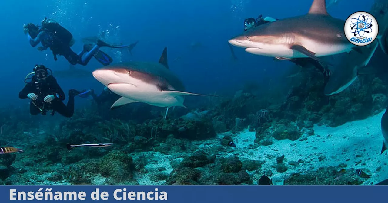 Los tiburones están abandonando los arrecifes de coral y la razón dejó impactados a los científicos