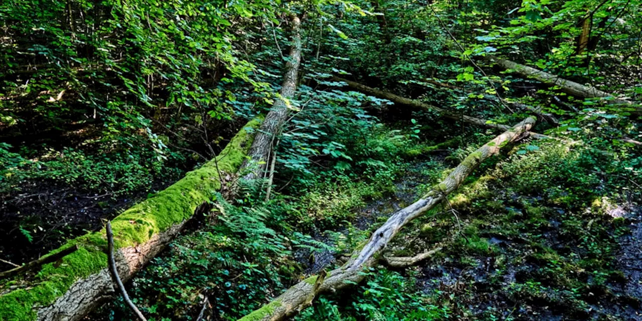 Holz als Klimaschutzhelfer: Neue Methode speichert CO2 für Jahrhunderte