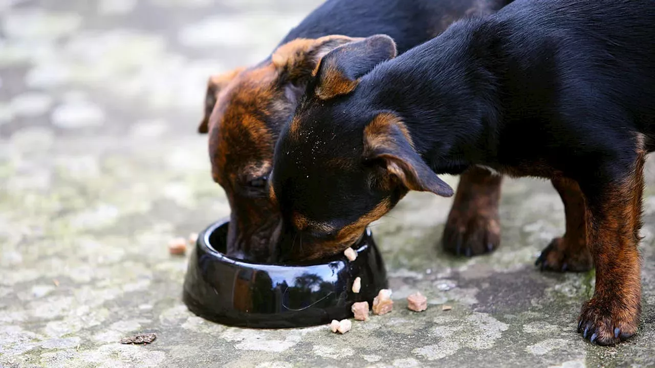 Dog Food Recalled Due To Salmonella And Listeria Contamination Food