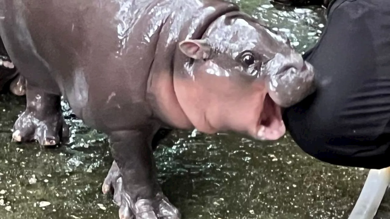 Baby Hippo Moo Deng Inspires New Makeup Trend on TikTok