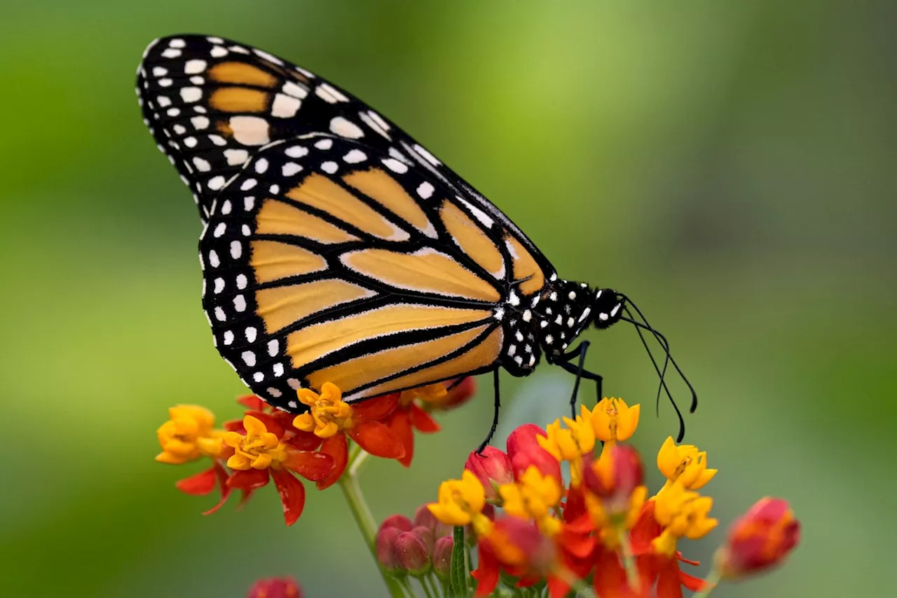 The distance to our desires: On butterflies, Argentina and personal metamorphosis