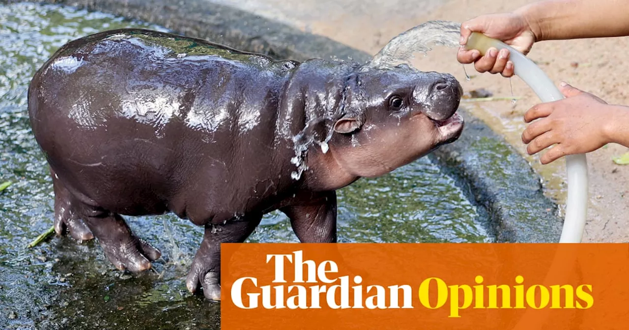 I loved pygmy hippos long before the world fell for Moo Deng